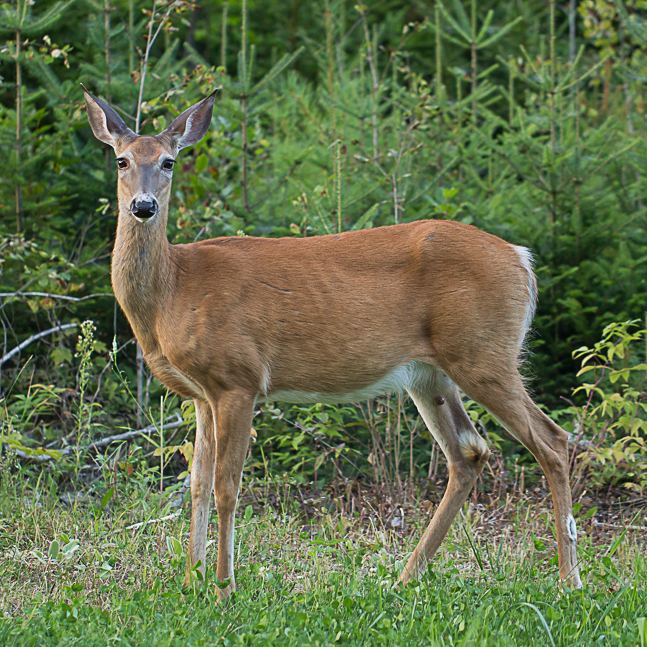 image of adult white tailed deer doe