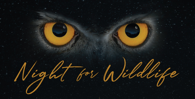 Night for Wildlife Owl Eyes