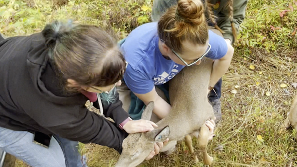 Rehabbers help an anesthetized fawn,