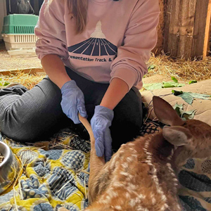 Whitetail fawn receiving physical therapy.