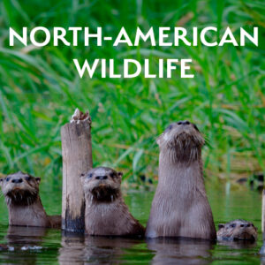 North-American Wildlife Photo Gala Entries