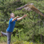 Northwoods Wildlife Center rehabber releasing an osprey back to the wild