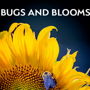 Bugs and Blooms Photo Gala Entries