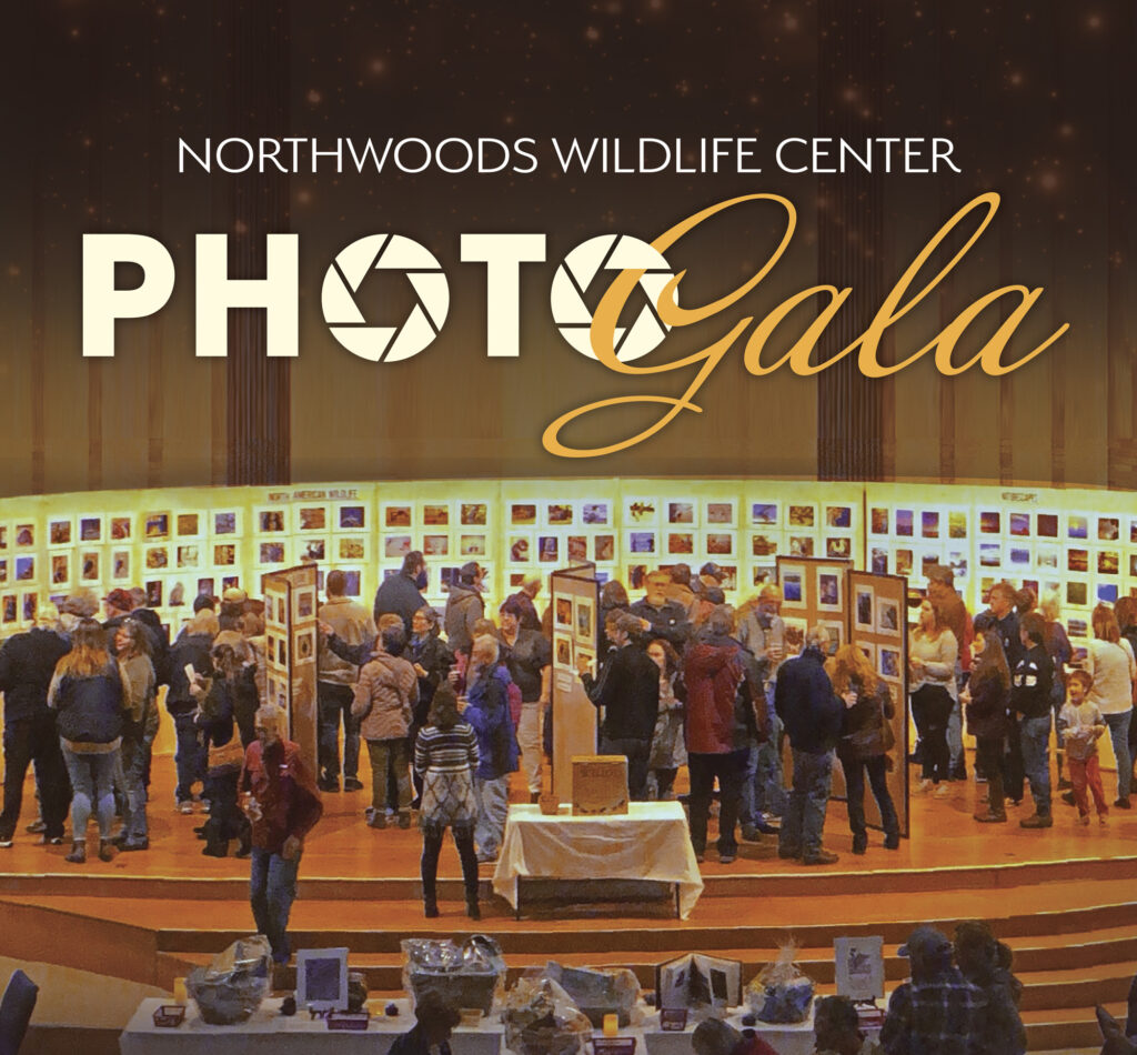 A photo of the photo gala showing people viewing and voting on the photos