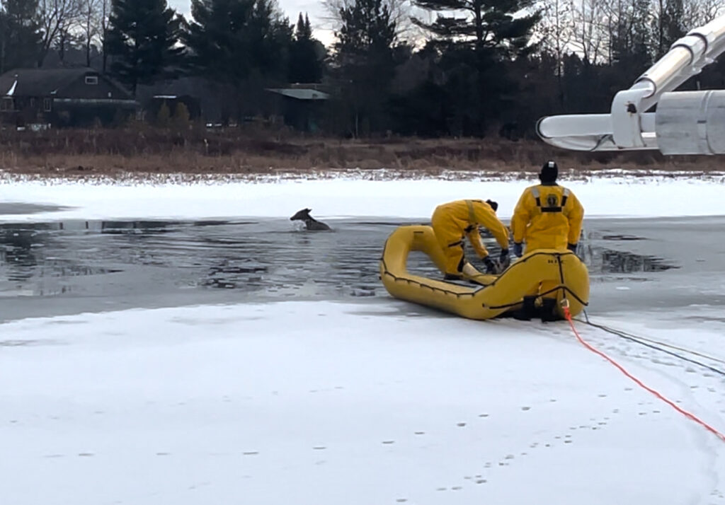 Firemen preparing to rescue a white-tailed deer seen here surrounded by ice and in open water.