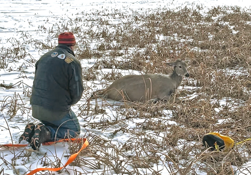inspecting the doe for injuries after she got out of the icy water.