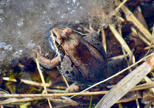 Wood frog in ice