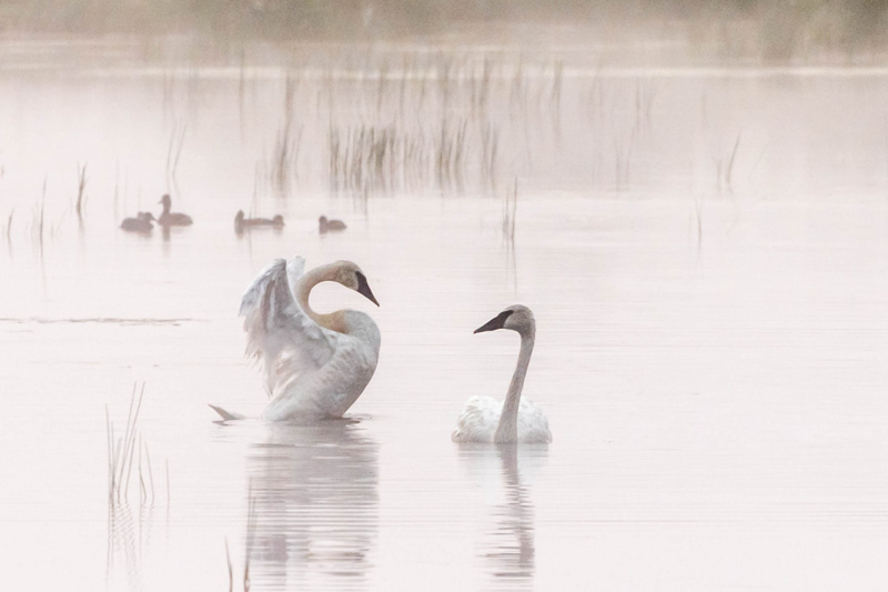 Foggy Sunrise with Swans by Sue Riebe. 1st place: People