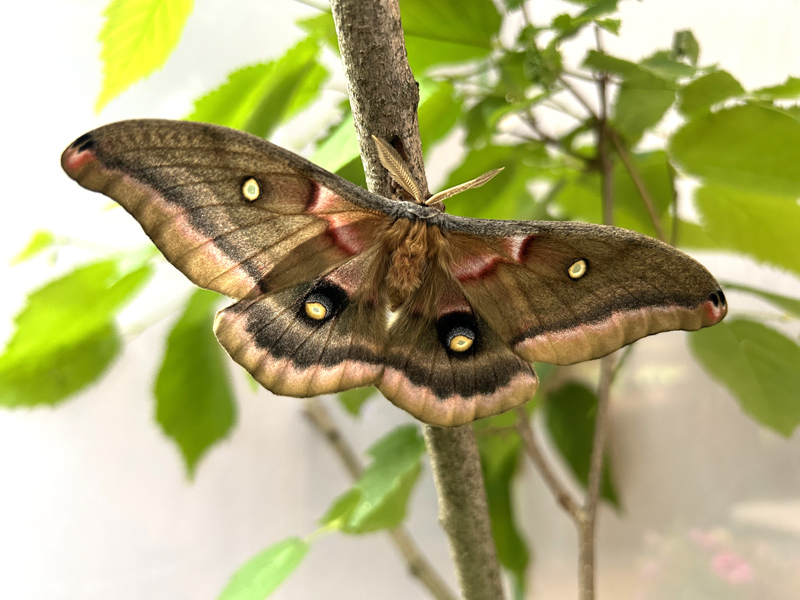 Polyphemus Moth by Jennifer Otto
