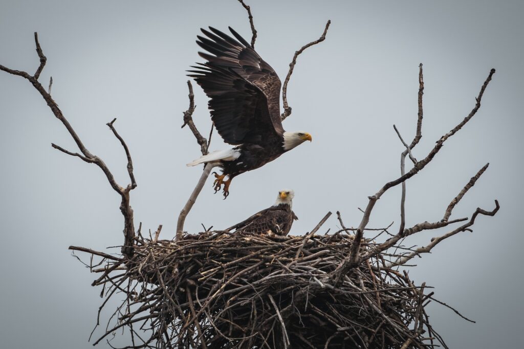 Mated pair of bald eagles in their nest
