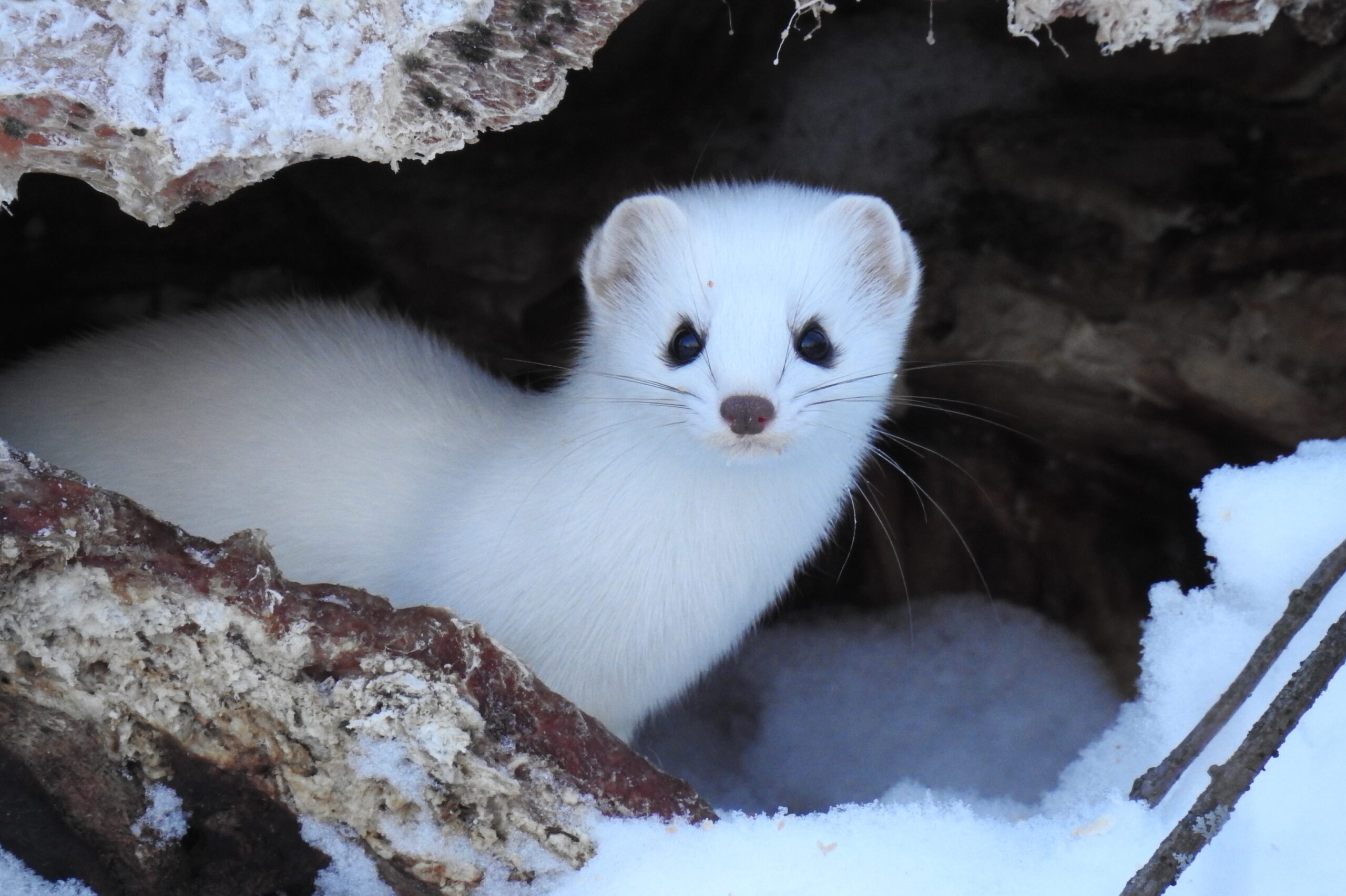 Curious Ermine, 2024 Northwoods Wildlife Center Photo Gala, Photo of the Year by Rebecca Noeldner