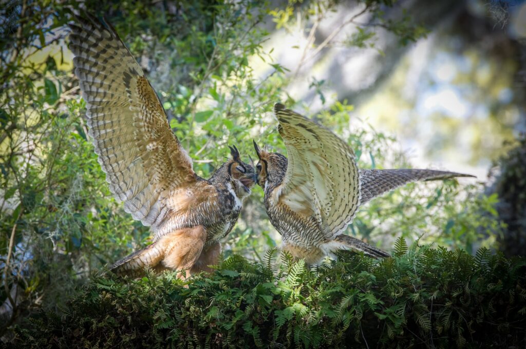 Mated great-horned owls preening eachother