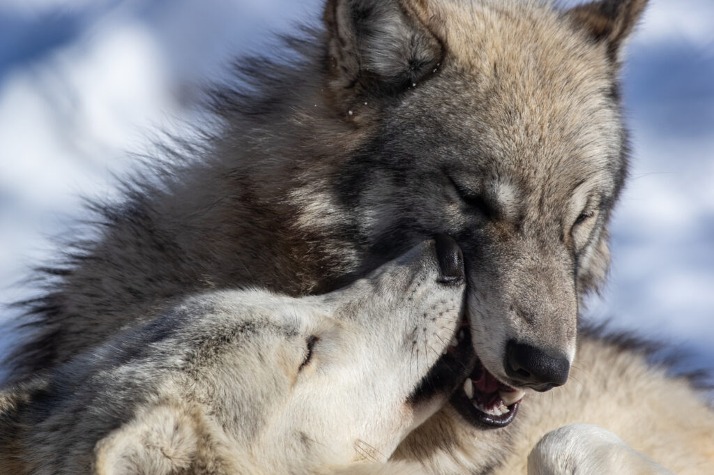 Wolf Love by Stephen Bensing