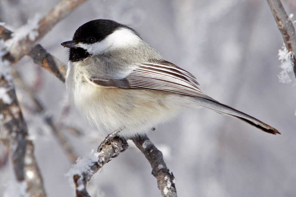 A Black-Capped Chickadee in the winter