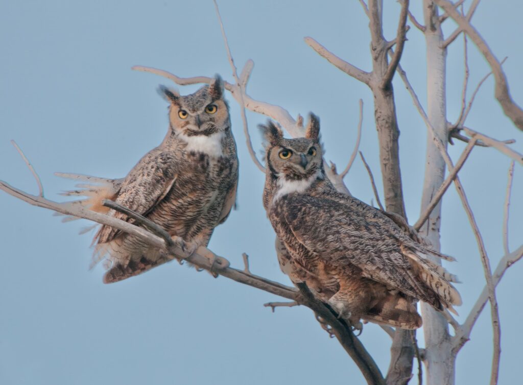 Two paired great-horned owls on a branch