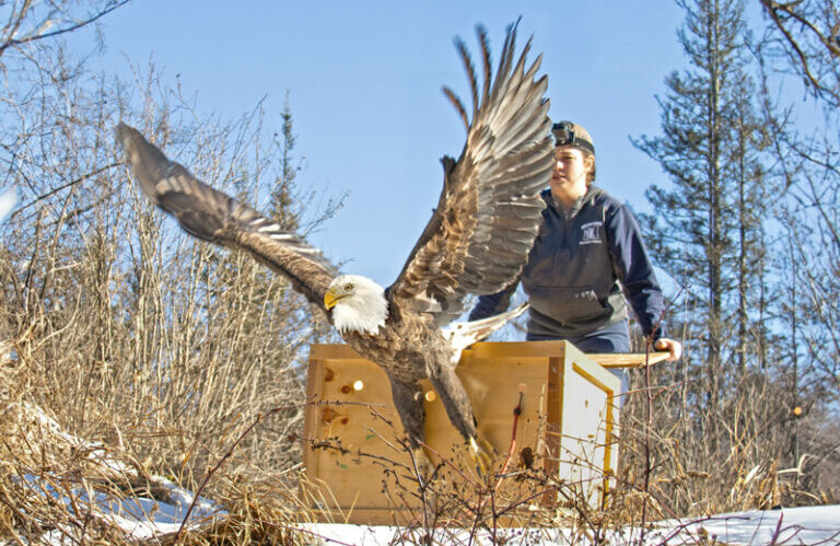Rehabilitated bald eagle being released back to the wild
