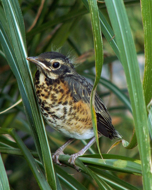 Spring Fledging First Signs of Spring Episode Two: The Early Birds - Northwoods ...