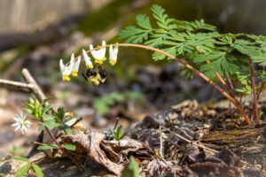 Bumble Bee and Dutchman's Breeches