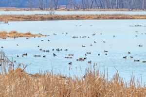 Waterfowl congregating at Goose Island State Park in Wisconsin.