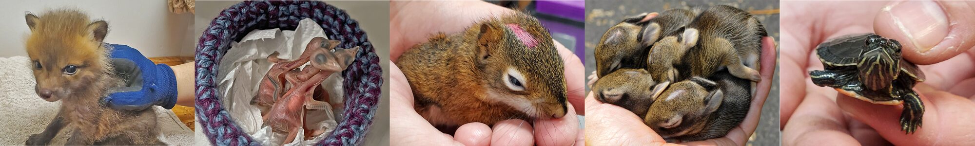 baby animals receiving care at the Northwoods Wildlife Center