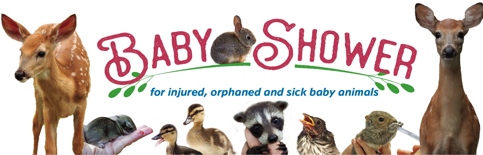 baby shower logo graphic with fawns, baby squirrel, ducklings, a raccoon and other baby animals.