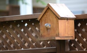 A female Eastern Bluebird peeking out of a nest box.
