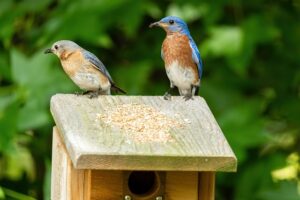 A male and female Eastern Bluebird on top of a nest box. 