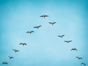 Canada Geese flying in a v-formation.