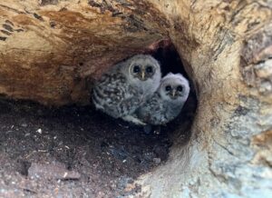Two nestling Barred owls still in the tree cavity after their tree was cut down. 
