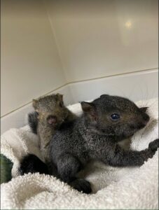 Two baby Eastern grey squirrels.