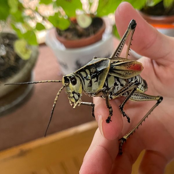 A large grasshopper used for insect education programs at the Northwoods Wildlife Center 
