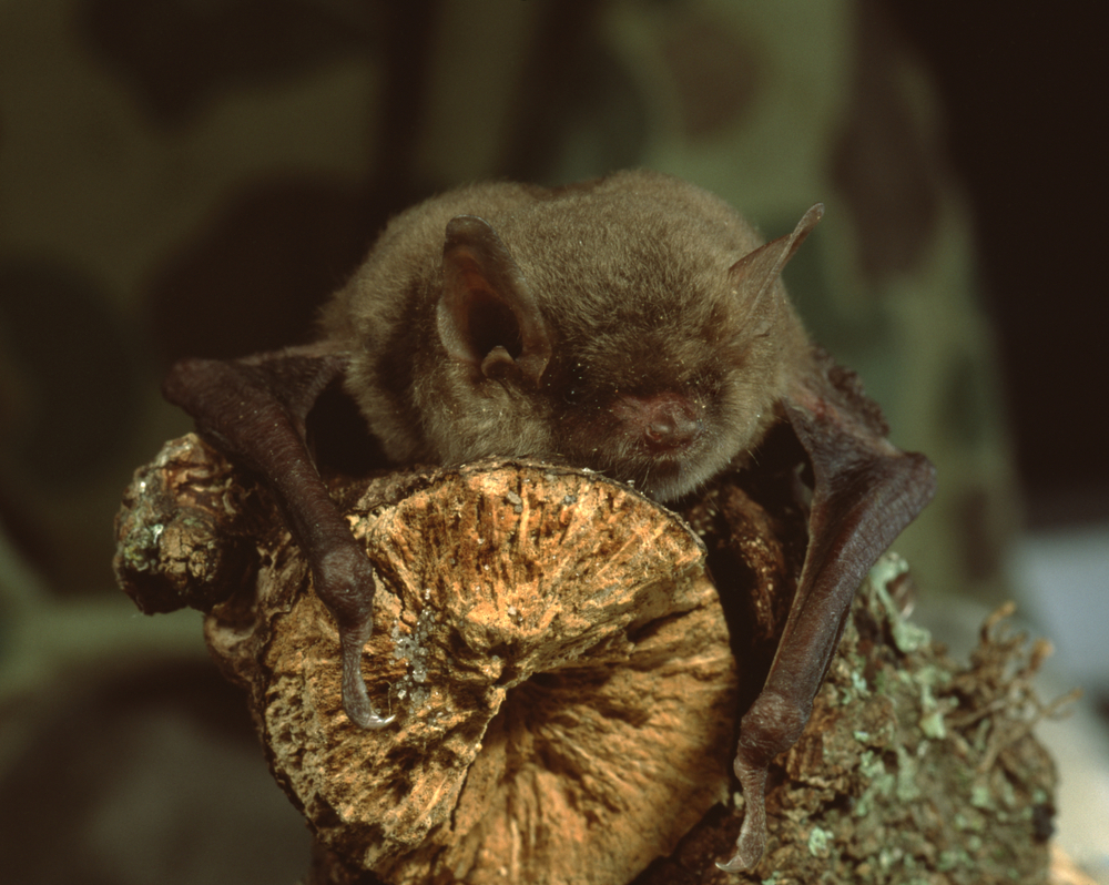 First Signs of Spring Episode 4: Mammals That Are a Sure Sign That ...