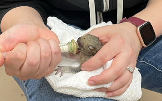 Baby squirrel getting special care