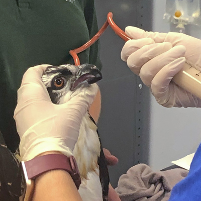 an osprey getting tube fed as part of it's rehabilitation after getting attacked by an eagle