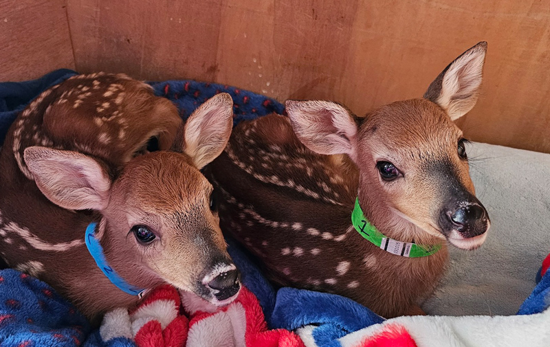 twin orphaned fawns receiving care at the Northwoods Wildlife Center