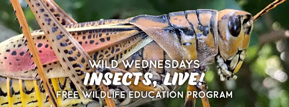 Wild Wednesdays Insects Program