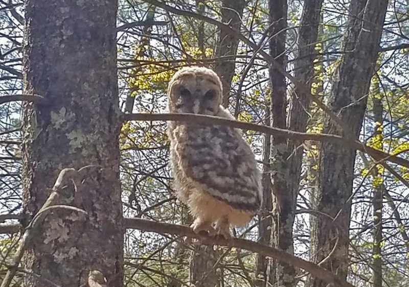 Helping Out a Fledgling Barred Owl