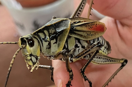 Giant Lubber Grasshopper