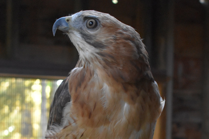 Tommi, a female red-tailed hawk