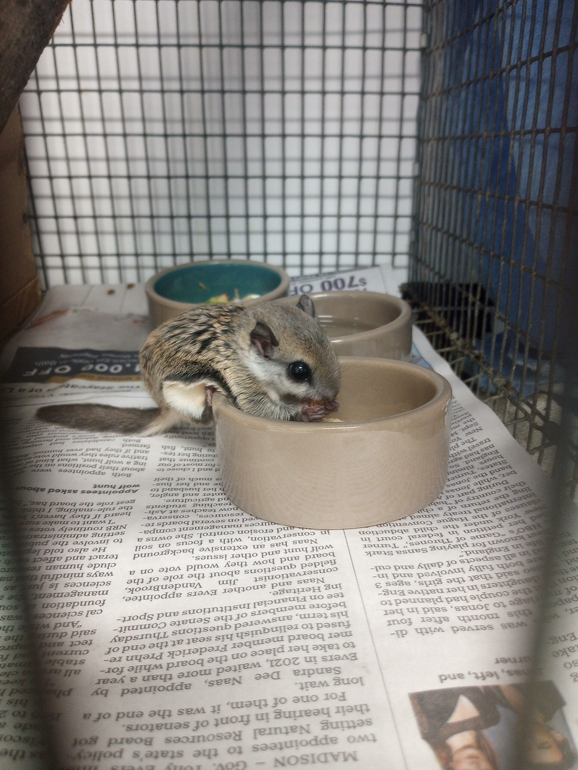 baby southern flying squirrel eating from a dish