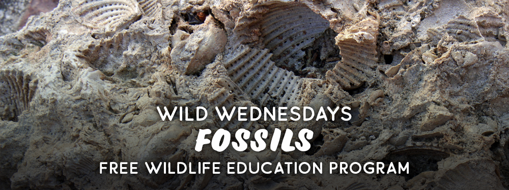 Wild Wednesdays Fossils Program