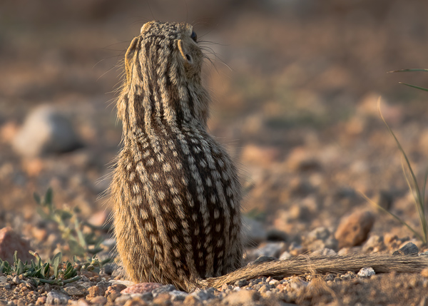 A 13-lined ground squirrel showing us its defining characteristics.