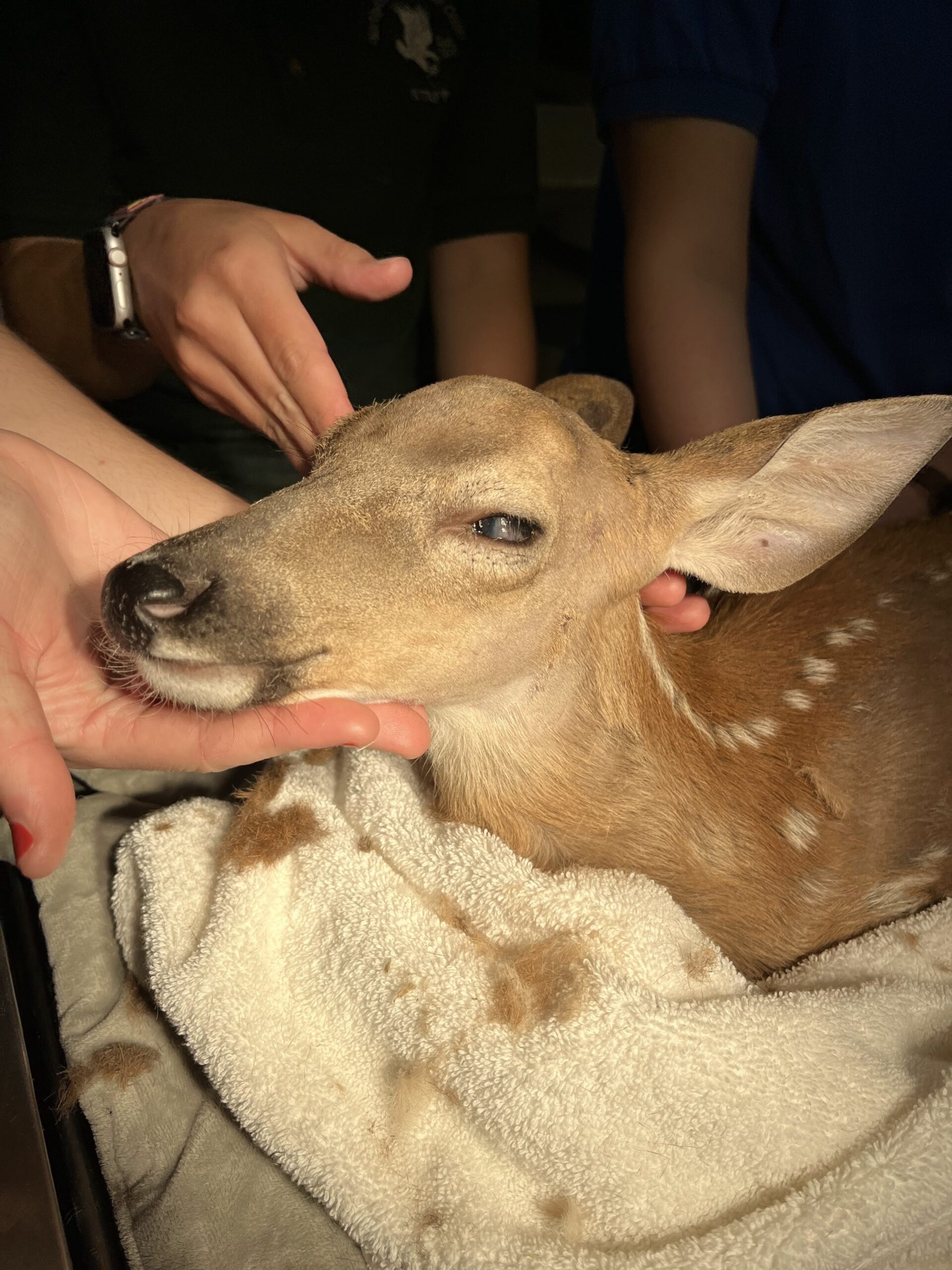 Fawn's injured eye