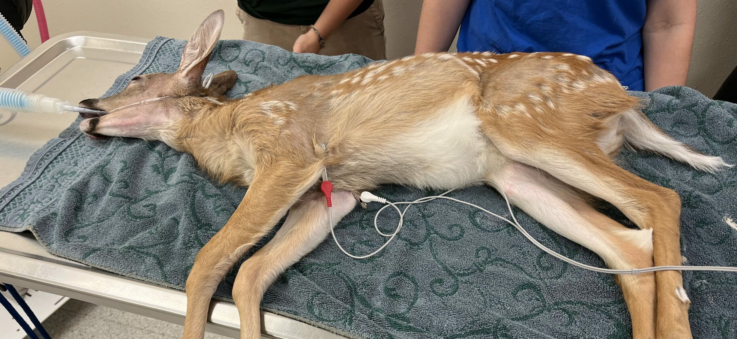 Fawn placed under anesthesia, getting ready for the procedure.