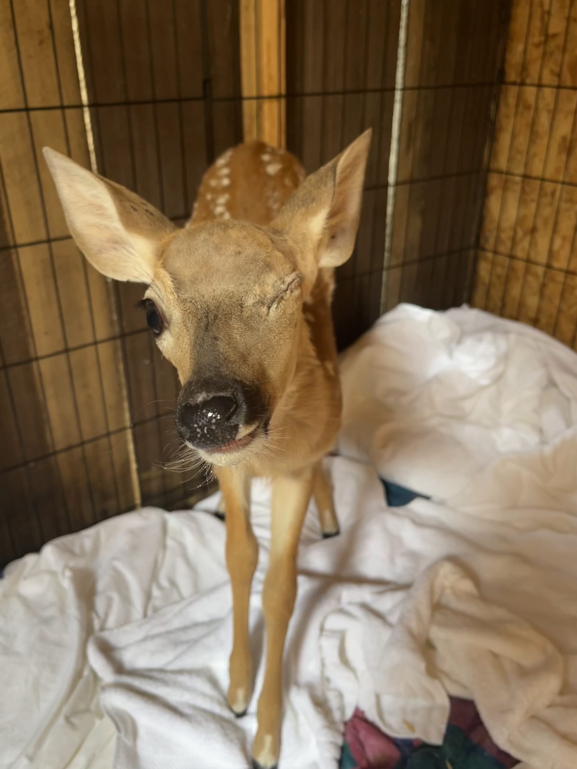 Fawn after the surgery, standing tall (and cute)!