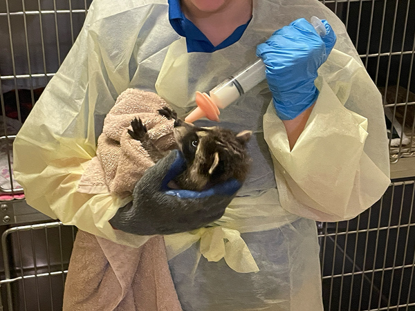 baby raccoon being fed by an intern