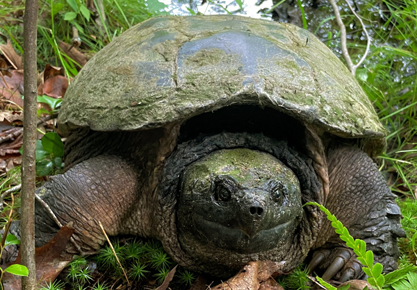 Rescuing a giant snapping turtle