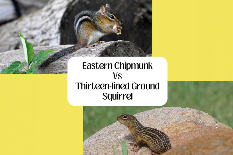 collage of an eastern chipmunk on top and a 13-lined ground squirrel on the bottom