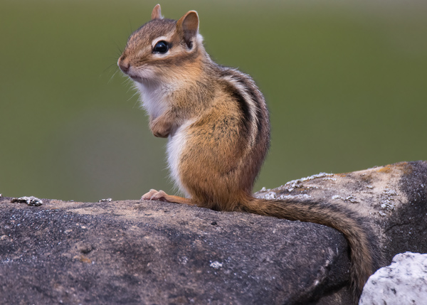 an eastern chipmunk showing off its distinctive markings