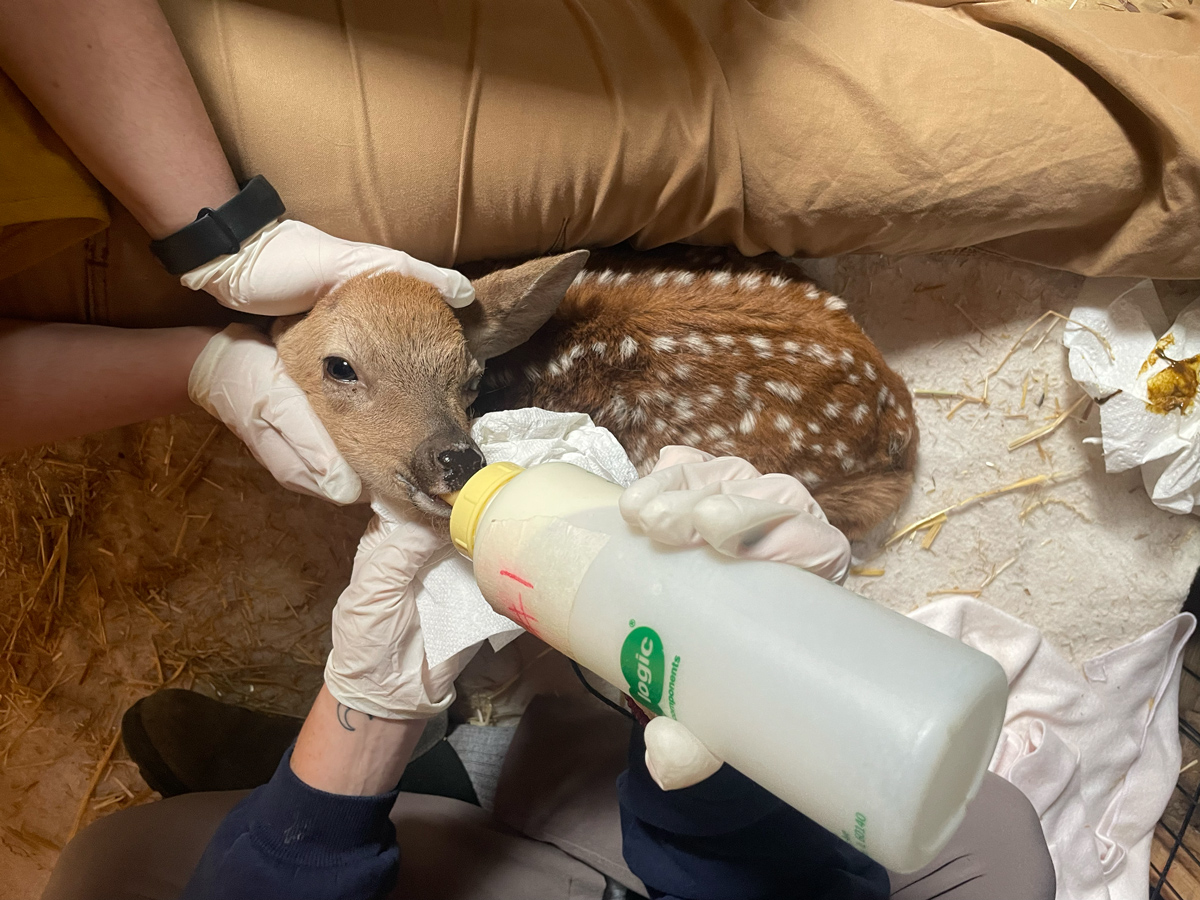 Feeding the fawn, fawn's good eye is completely visible, the injured eye is partially visible.